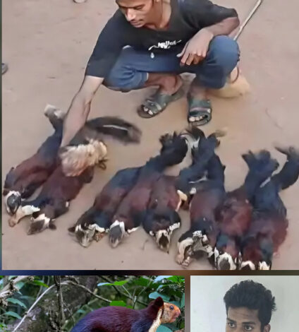 शेकरू का शिकार करने वाला एक आरोपी गिरफ्तार, 11 की तलाश जारी शेकरू का शिकार करने वाला एक आरोपी गिरफ्तार, 11 की तलाश जारी