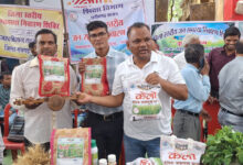लैलूंगा की पहचान बना केलो जैविक जंवाफूल चावल, बेंगलुरु से कारगिल तक पहुंच रहा सुगंधित चावल