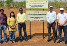 शुगरबीट की किस्म एलएस-6 की खेती एवं गन्ना के साथ अंतफसली पर अनुसंधान प्रारंभ