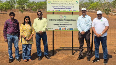 शुगरबीट की किस्म एलएस-6 की खेती एवं गन्ना के साथ अंतफसली पर अनुसंधान प्रारंभ