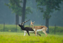 छत्तीसगढ़ का बरनवापारा अभयारण्य बना विलुप्ति के कगार पर पहुंचे काले हिरणों के पुनर्जीवन का मजबूत उदाहरण
