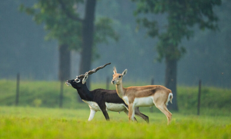 छत्तीसगढ़ का बरनवापारा अभयारण्य बना विलुप्ति के कगार पर पहुंचे काले हिरणों के पुनर्जीवन का मजबूत उदाहरण