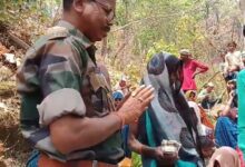 महुआ बिनने जंगल गए व्यक्ति को हाथी ने मारा