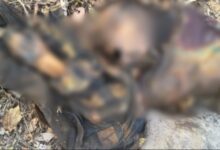 जंगल में सडी गली लाश मिली