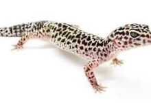 अबूझमाड़ में दिखा दुर्लभ लेपर्ड गेको