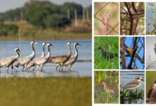 खैरागढ़–राजनांदगांव छत्तीसगढ़ का उभरता बर्ड हॉटस्पॉट