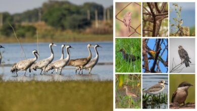 खैरागढ़–राजनांदगांव छत्तीसगढ़ का उभरता बर्ड हॉटस्पॉट