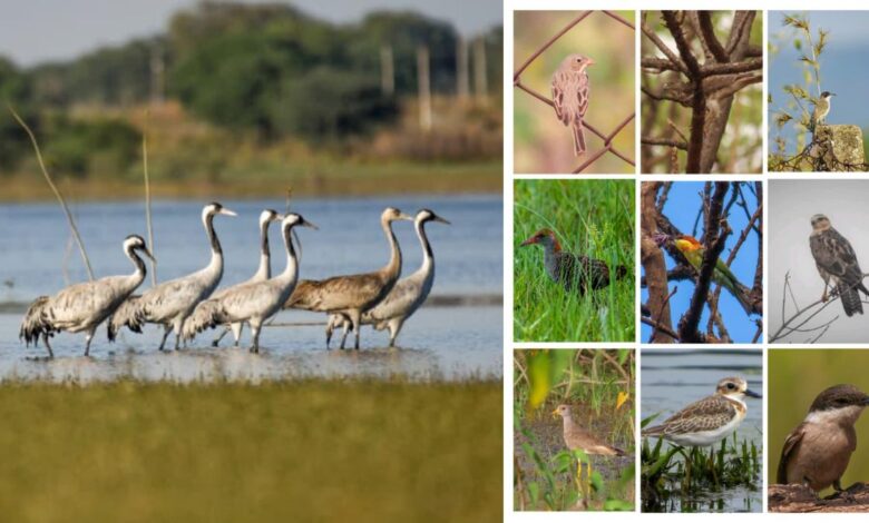 खैरागढ़–राजनांदगांव छत्तीसगढ़ का उभरता बर्ड हॉटस्पॉट