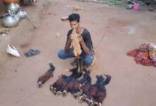 शिकार कर इंस्टाग्राम पर डाला दुर्लभ वन्य जीव का वीडियो