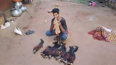 शिकार कर इंस्टाग्राम पर डाला दुर्लभ वन्य जीव का वीडियो शिकार कर इंस्टाग्राम पर डाला दुर्लभ वन्य जीव का वीडियो