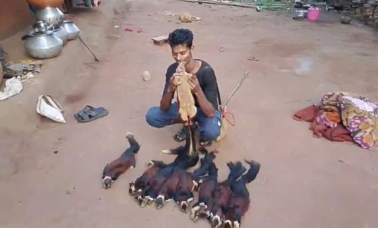 शिकार कर इंस्टाग्राम पर डाला दुर्लभ वन्य जीव का वीडियो शिकार कर इंस्टाग्राम पर डाला दुर्लभ वन्य जीव का वीडियो