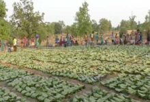 तेंदूपत्ता खरीदी की तैयारी पूरी, 2 लाख 70 हज़ार बोरा संग्रहण का लक्ष्य