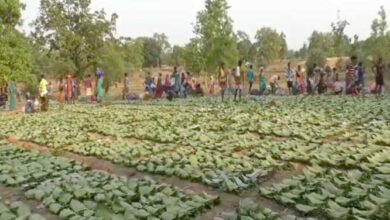 तेंदूपत्ता खरीदी की तैयारी पूरी, 2 लाख 70 हज़ार बोरा संग्रहण का लक्ष्य