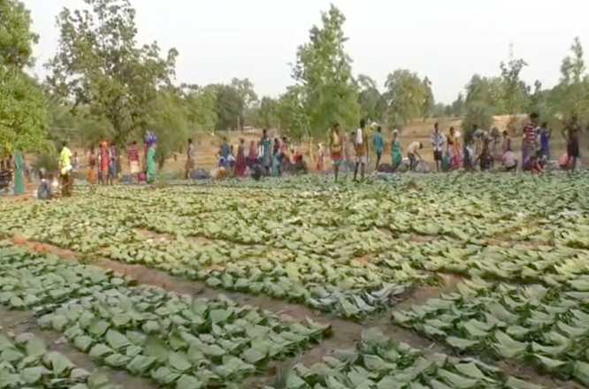 तेंदूपत्ता खरीदी की तैयारी पूरी, 2 लाख 70 हज़ार बोरा संग्रहण का लक्ष्य