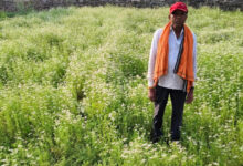 राष्ट्रीय बागवानी मिशन अंतर्गत धनिया की खेती से किसान रतिराम की बढ़ी आय