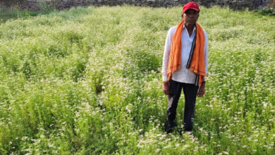 राष्ट्रीय बागवानी मिशन अंतर्गत धनिया की खेती से किसान रतिराम की बढ़ी आय राष्ट्रीय बागवानी मिशन अंतर्गत धनिया की खेती से किसान रतिराम की बढ़ी आय