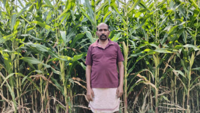 ग्रीष्मकालीन धान के स्थान पर दलहन और मक्का को अपना रहे सरगुजा के किसान