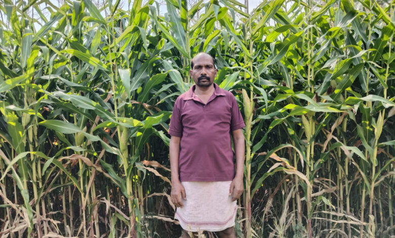 ग्रीष्मकालीन धान के स्थान पर दलहन और मक्का को अपना रहे सरगुजा के किसान