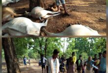 आकाशीय बिजली गिरने से 10 मवेशियों की हुई मौत