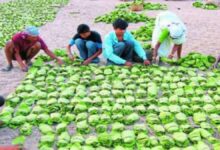 छत्तीसगढ़ में तेंदूपत्ता का समर्थन मूल्य देश में सर्वाधिक
