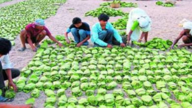 छत्तीसगढ़ में तेंदूपत्ता का समर्थन मूल्य देश में सर्वाधिक