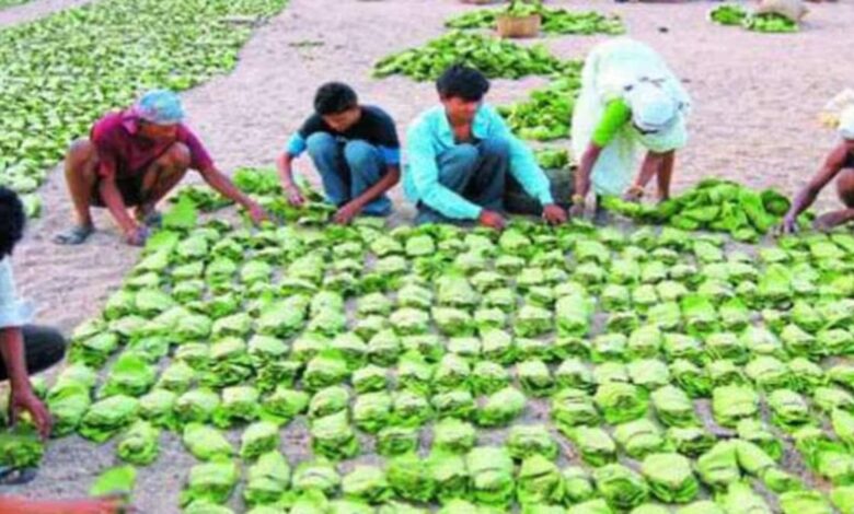 छत्तीसगढ़ में तेंदूपत्ता का समर्थन मूल्य देश में सर्वाधिक