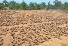 रिजेक्ट तेंदूपत्ता का वैकल्पिक विक्रय संग्राहकों का अधिकार