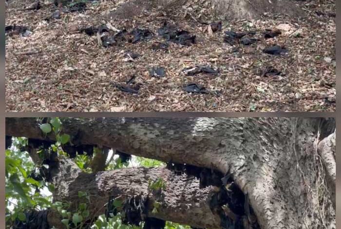 बढ़ते तापमान से बड़ी संख्या में चमगादड़ों के मरने से सरोना में बदबू फैलने लगी