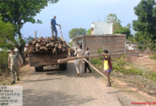 गौरेला क्षेत्र में सागौन की अवैध कटाई पर वन विभाग की बड़ी कार्रवाई, 500 बल्लियां बरामद