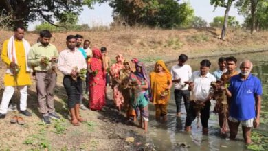 मैहर में सिंघाड़ा खेती पर संकट कीट प्रकोप से फसल बर्बादी की कगार पर, किसान परेशान मैहर में सिंघाड़ा खेती पर संकट कीट प्रकोप से फसल बर्बादी की कगार पर, किसान परेशान