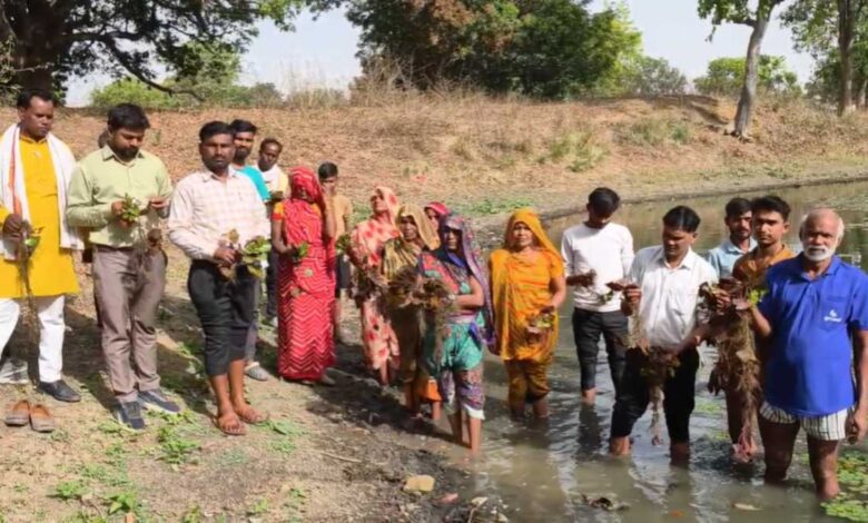 मैहर में सिंघाड़ा खेती पर संकट कीट प्रकोप से फसल बर्बादी की कगार पर, किसान परेशान