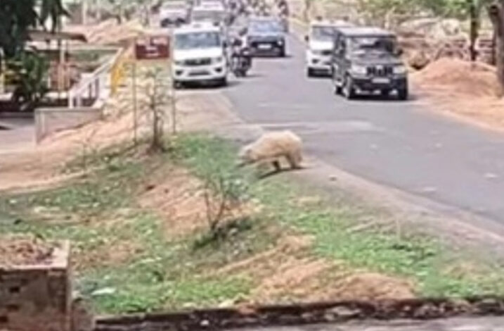 अमाडांड गांव के आसपास लोगों ने काले भालुओं के बीच देखा एक सफेद रंग के भालू को