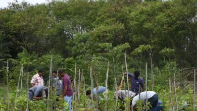 मियावकी वन तकनीक से हरित छत्तीसगढ़ की ओर बढ़ते कदम