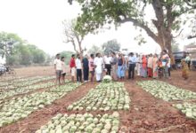 तेन्दूपत्ता संग्रहण में छत्तीसगढ़ ने बनाया नया रिकॉर्ड, अब तक 13.52 लाख मानक बोरा संग्रहित