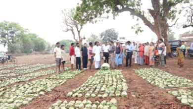 तेन्दूपत्ता संग्रहण में छत्तीसगढ़ ने बनाया नया रिकॉर्ड, अब तक 13.52 लाख मानक बोरा संग्रहित