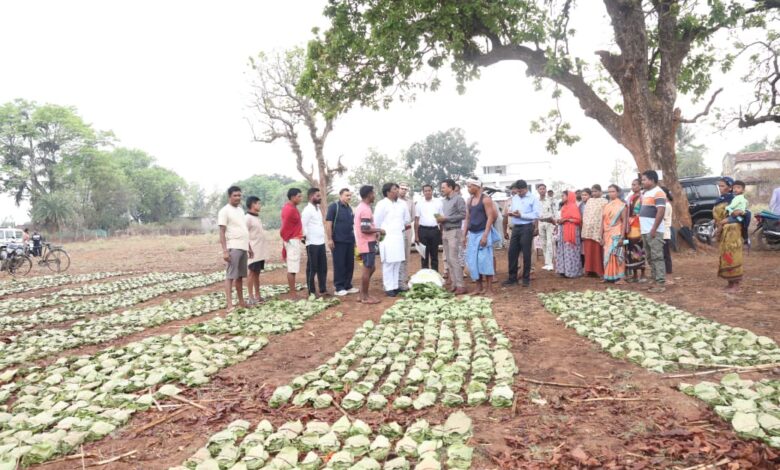 तेन्दूपत्ता संग्रहण में छत्तीसगढ़ ने बनाया नया रिकॉर्ड, अब तक 13.52 लाख मानक बोरा संग्रहित
