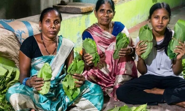 जेठ की तपती धूप के बीच रामपुर के जंगलों में एक बार फिर तेंदूपत्ता संग्रहण की रौनक लौट आई