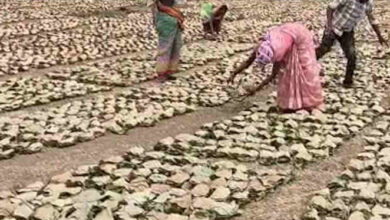 बारिश से तेंदूपत्ता के बंडल भीगने से बंडलों में दीमक का प्रकोप