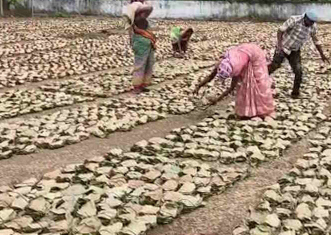 बारिश से तेंदूपत्ता के बंडल भीगने से बंडलों में दीमक का प्रकोप