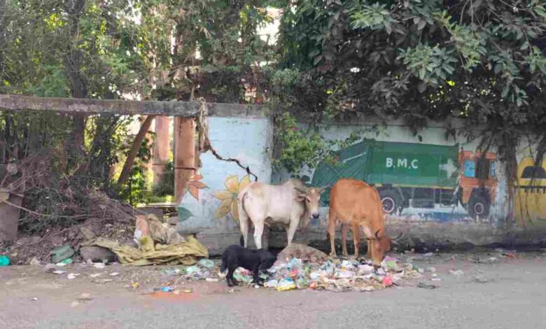 भोपाल स्वच्छता रैंकिंग पर सवाल सर्वे टीम के सामने भी गंदगी, नंबर-1 का दावा फिर जांच के घेरे में