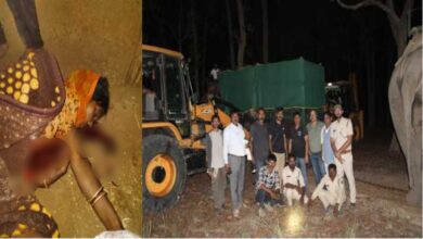 बांधवगढ़ में बाघ का हमला और हाथी का रेस्क्यू, जंगल से गांव तक मचा हड़कंप
