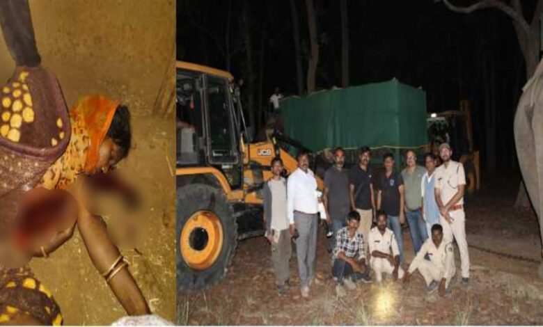 बांधवगढ़ में बाघ का हमला और हाथी का रेस्क्यू, जंगल से गांव तक मचा हड़कंप