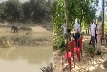 तालाब में नहाते समय हाथी शावक की मौत, हाथियों का दल देर रात तक चिंघाड़ता रहा