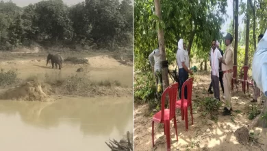 तालाब में नहाते समय हाथी शावक की मौत, हाथियों का दल देर रात तक चिंघाड़ता रहा