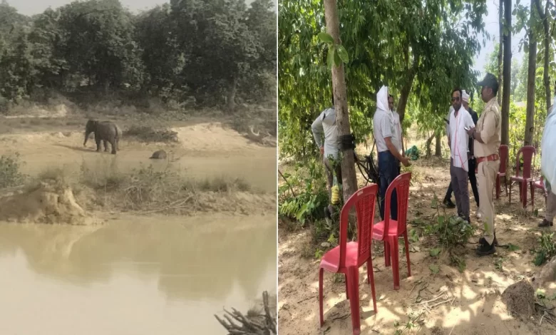 तालाब में नहाते समय हाथी शावक की मौत, हाथियों का दल देर रात तक चिंघाड़ता रहा