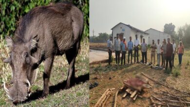 रतनपुर में वन विभाग का छापा, 14 किलो जंगली सूअर का मांस जब्त