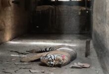 बांधवगढ़ में बाघ की मौत पर बड़ा सवाल, आज होगा दोबारा पोस्टमार्टम