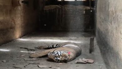 बांधवगढ़ में बाघ की मौत पर बड़ा सवाल, आज होगा दोबारा पोस्टमार्टम