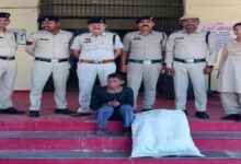 बाड़ी में गांजे की खेती आरोपी गिरफ्तार