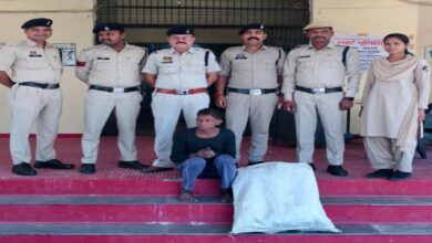बाड़ी में गांजे की खेती आरोपी गिरफ्तार